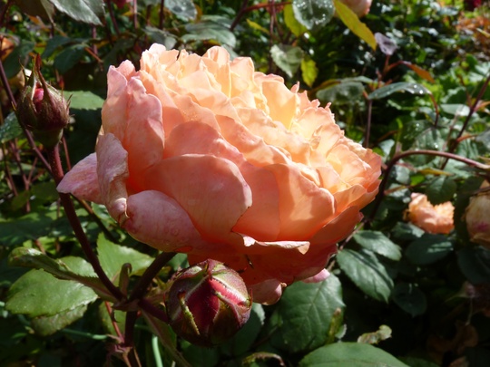'Lady Emma Hamilton'