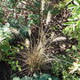 Pennisetum alopecuroides 'Hameln'