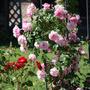 Dsc_0856__medium_