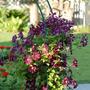 Dsc_0909__medium_