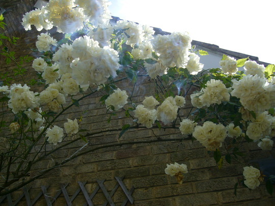 Ist August..White Rose day in Yorkshire ..in memory of Val..x
