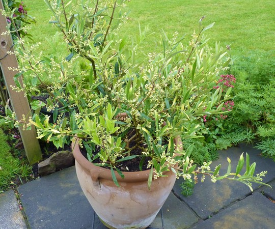 Baby Olive Tree (Olea europaea (Aceituna))