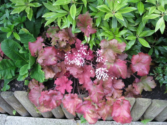 For Cinderella ..your Georgia Peach Heuchera :o)