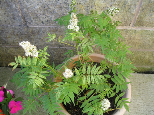 Sorbaria Sem..in flower..