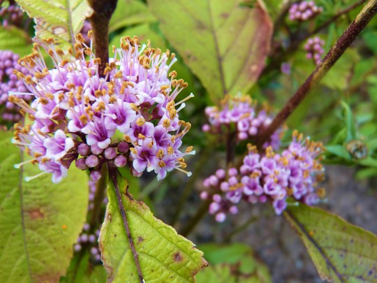 For Kath - Callicarpa flowers fading (Callicarpa bodinieri (Bodinier beautyberry))