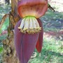 Banana flower