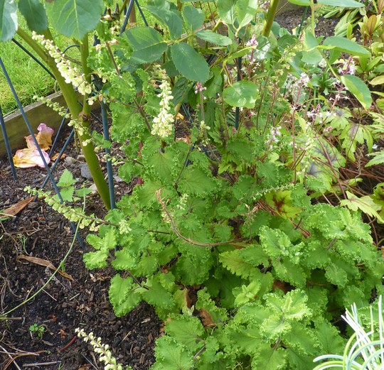 Disappointing Teucrium (Teucrium chamaedrys)