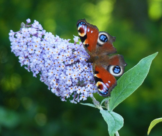 Blues (Buddleja davidii (Butterfly bush))