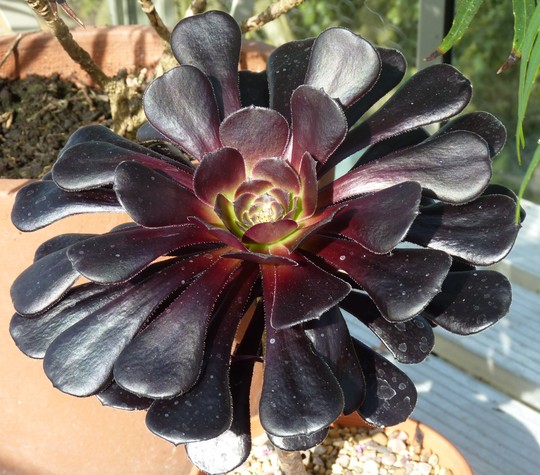 Aeonium 'Shwartzcopf' (Aeonium canariense (Aeonium))