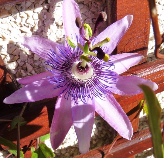 The Passion Flower is flowering again :) (Passiflora caerulea (Passion flower))