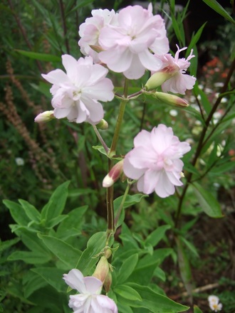 Saponaria officinalis 'Rosea Plena' (Saponaria officinalis (American Soapwort))
