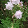 Saponaria officinalis 'Rosea Plena' (Saponaria officinalis (American Soapwort))
