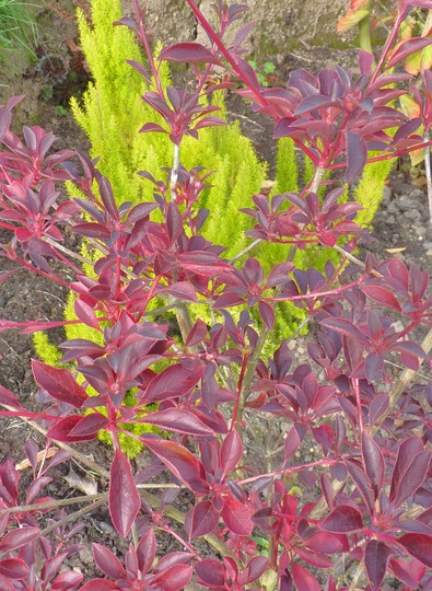 Erica arborea 'Albert's Gold' behind Autumnal Foliage
