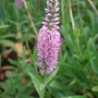 Veronica 'Fairytale' (Veronica 'Fairytale')