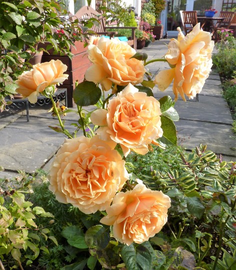 Rose 'Salvation' (Rosa 'Salvation')