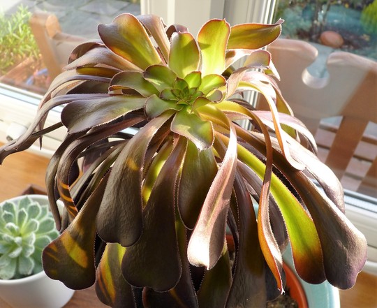 Aeonium 'Schwartzcopf' (Aeonium canariense (Aeonium))