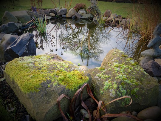 Reflected Ash Tree in My Pond