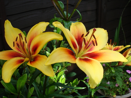 A garden flower photo