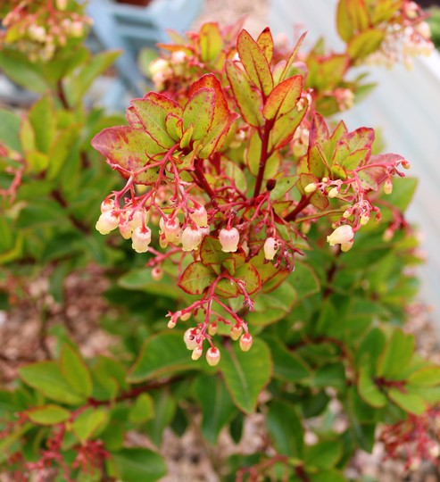 Arbutus unedo still flowering well.