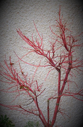Acer Sango Kaku