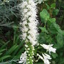 Liatris spicata 'Florestan's White' (Liatris spicata)