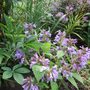 Nepeta 'Nimbus' (Nepeta)