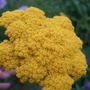 Achillea__goldplate_