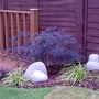 A garden flower photo (Sambucus nigra (Common elder))
