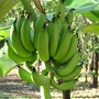 Green_bananas
