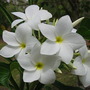 Plumeria pudica ( Indian frangi pani ) (Plumeria pudica)