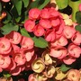 Euphorbia milii