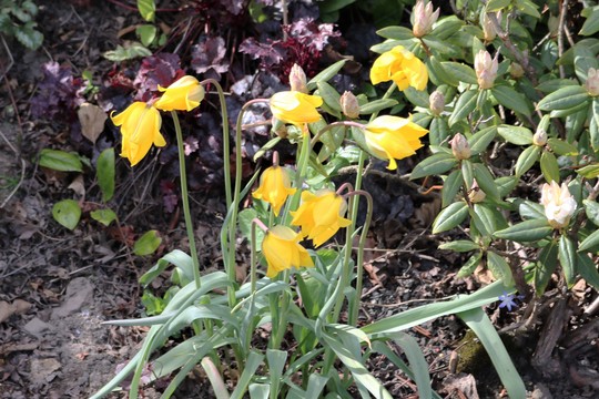 Tulipa sylvestris (Tulipa sylvestris (Wild Tulip))