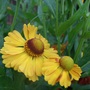 Helenium 'Flammenspiel' (Helenium autumnale)