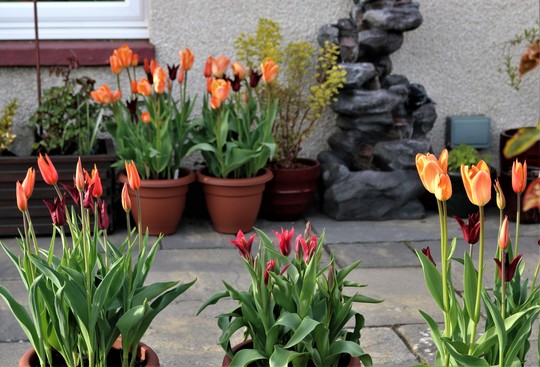 Tulips on the Patio