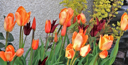 Tulips up close...Orange Emperor is the tallest one, The Red is 'Sarah Raven' and the small orange one is 'Ballerina'