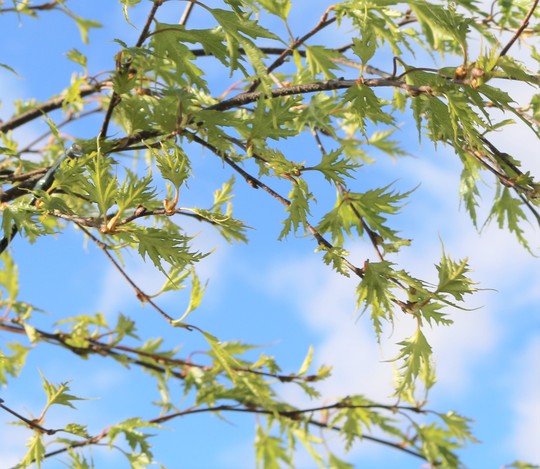 New Foliage on Swedish Birch (Betula pendula (Silver birch))