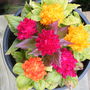 Celosia
