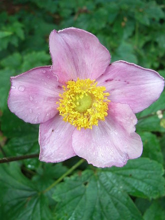 Anemone x hybrida 'Konigen Charlotte' (Anemone x hybrida)