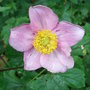 Anemone_x_hybrida__konigen_charlotte_