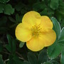 Potentilla fruticosa 'Tangerine' (Potentilla fruticosa)