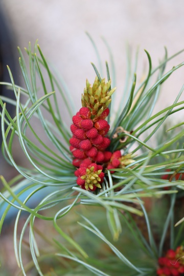 My little Blue Pine doing it's thing.