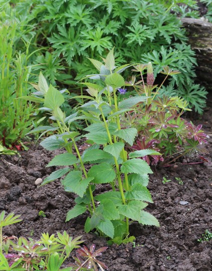 Agastache 'Blue Fortune'