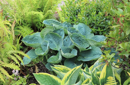 Hosta 'Big Daddy' (Hosta)