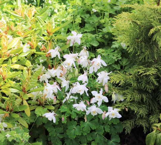 Aquilegia 'Nivea'