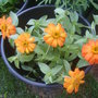 Not sure what these are called