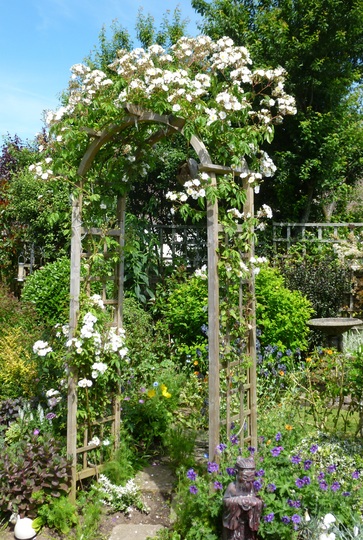 Rosa 'Rambling Rector'