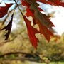 Autumn colours (Quercus coccinea)