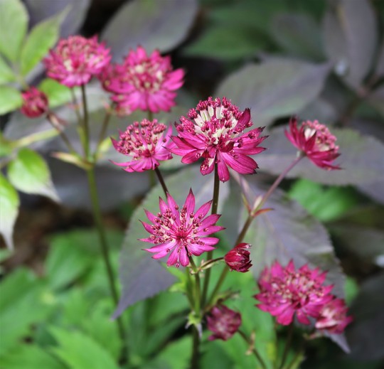 Astrantia 'Hadspen Blood' (Astrantia major (Masterwort))