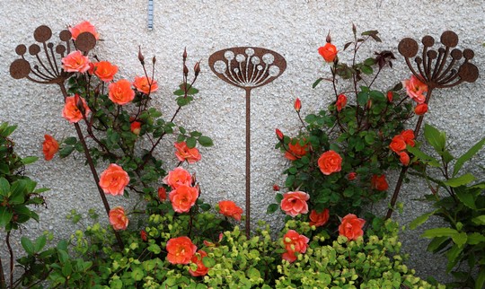 Rose 'Warm Welcome' and Rusty Sculpture Spikes