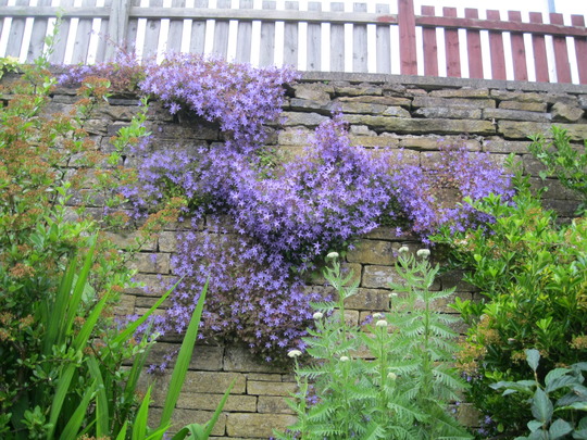 Creeping Campanula..